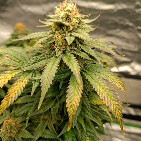 Critical growlog timeline photo