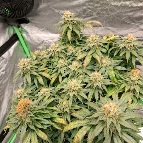 Critical growlog timeline photo