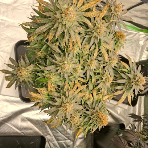 Critical growlog timeline photo