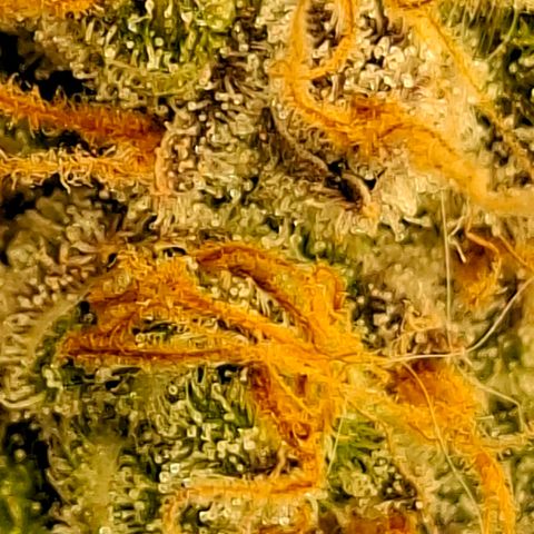 Critical growlog timeline photo