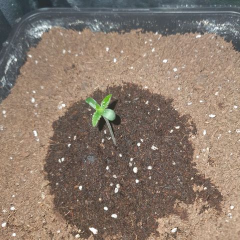 Sugar Black Rose F1 growlog photo: Crece de manera sana