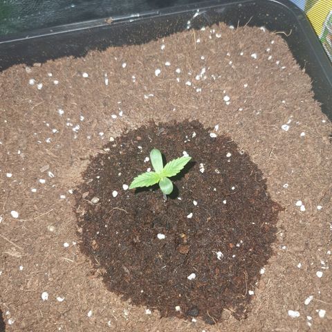 Gelatto auto growlog photo: Crece correctamente y está más grande que las otras plantas 