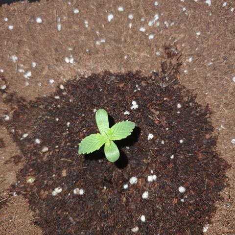 Gelatto auto growlog photo: Crece rápidamente y sana