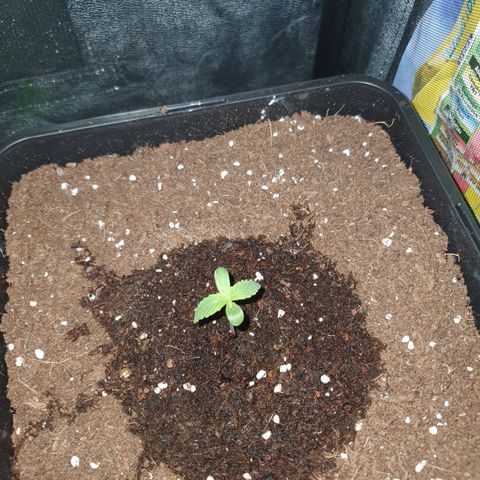 Gelatto auto growlog photo: Crece rápidamente y sana