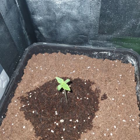 Sugar Black Rose F1 growlog photo: Crece rápidamente y sana 