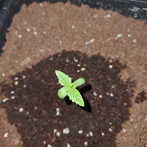 Sugar Black Rose F1 growlog photo: Crece rápidamente y sana 