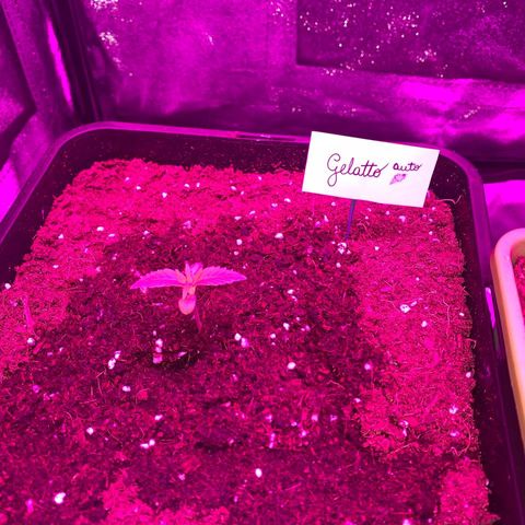 Gelatto auto growlog photo: Planta crece con normalidad 