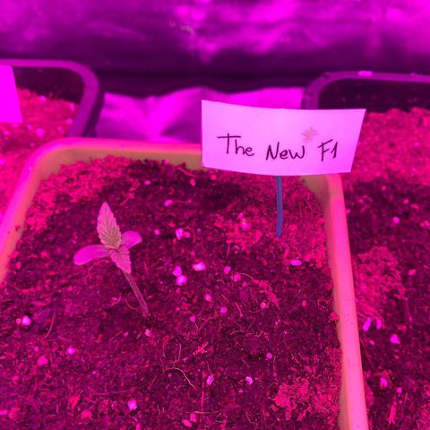 The new F1 growlog photo: Plantula creciendo correctamente 
Necesitará ser trasplantada en la brevedad
