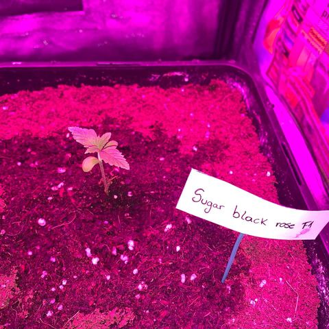 Sugar Black Rose F1 growlog photo: Presenta pequeñas decoloraciones en las puntas de las hojas 
Crece con normalidad 