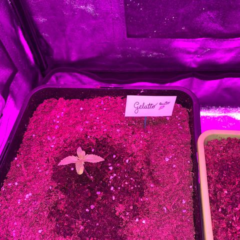 Gelatto auto growlog photo: Crece con normalidad 