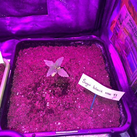 Sugar Black Rose F1 growlog photo: La más avanzada del indoor 