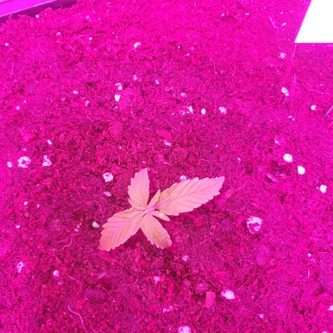 Gelatto auto growlog photo: Crece con normalidad 
