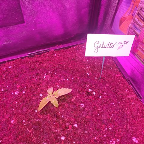 Gelatto auto growlog photo: Crece con normalidad 