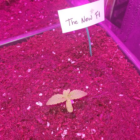 The new F1 growlog photo: Crece con normalidad 