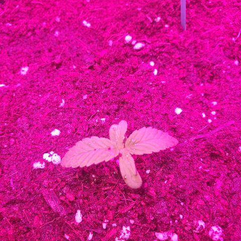 The new F1 growlog photo: Crece con normalidad 