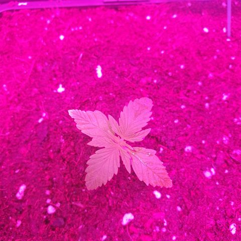 Sugar Black Rose F1 growlog photo: La más avanzada del cultivo 