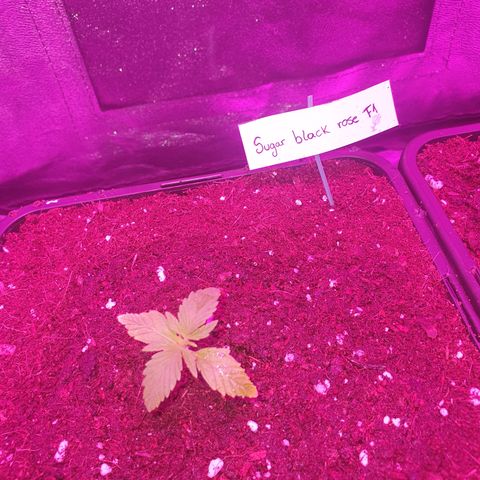 Sugar Black Rose F1 growlog photo: La más avanzada del cultivo 