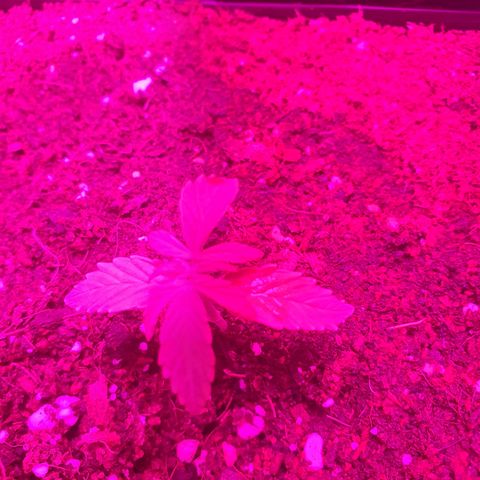 Gelatto auto growlog photo: Crece con normalidad 
Regada con 200ml de agua