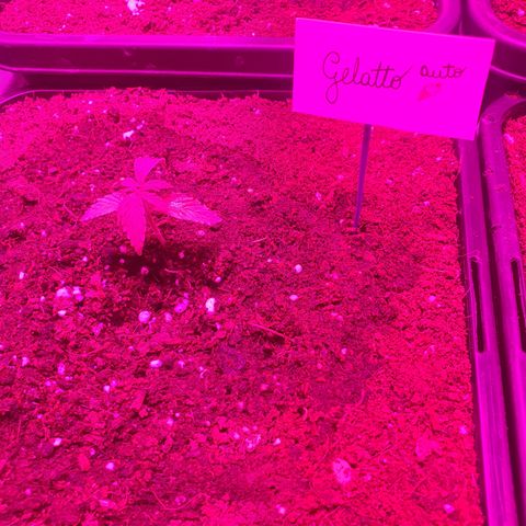 Gelatto auto growlog photo: Crece con normalidad 
Regada con 200ml de agua