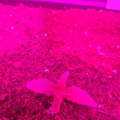 The new F1 growlog photo: Crece con normalidad 
Todavía tiene coteledones 
Regada con 200ml de agua