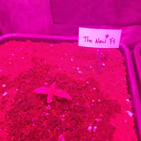 The new F1 growlog photo: Crece con normalidad 
Todavía tiene coteledones 
Regada con 200ml de agua