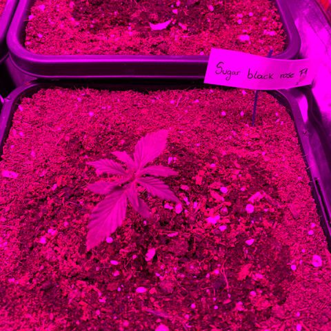 Sugar Black Rose F1 growlog photo: Crece con normalidad 
Regada con 200ml de agua