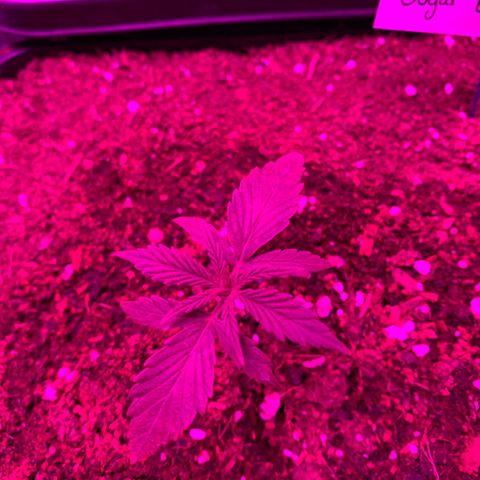 Sugar Black Rose F1 growlog photo: Crece con normalidad 
Regada con 200ml de agua
