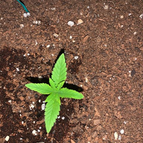 The new F1 growlog photo: Crece con normalidad 