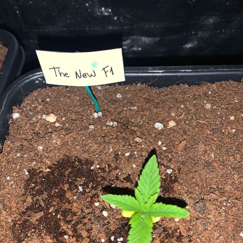 The new F1 growlog photo: Crece con normalidad 
