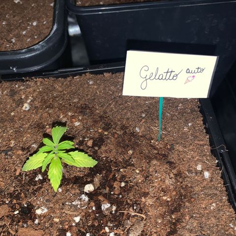 Gelatto auto growlog photo: Crece con normalidad pero presenta pequeñas decoloraciones en las hojas