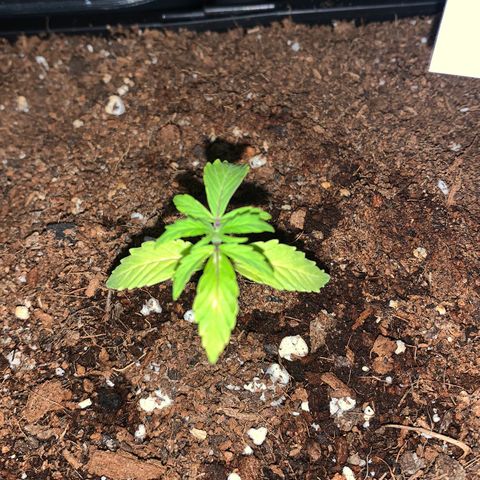 Gelatto auto growlog photo: Crece con normalidad pero presenta pequeñas decoloraciones en las hojas