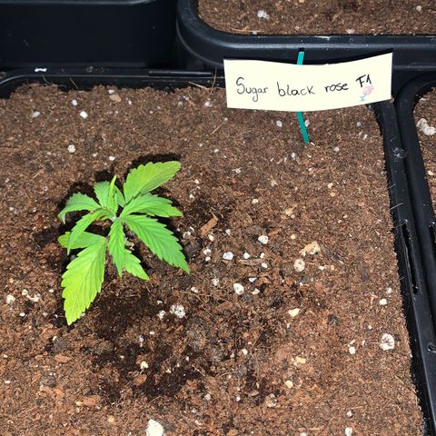 Sugar Black Rose F1 growlog photo: Crece con normalidad 