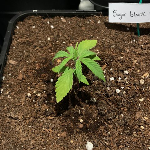Sugar Black Rose F1 growlog photo: Crece con normalidad 
