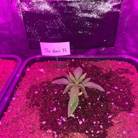 The new F1 growlog photo: Crece rápidamente y con normalidad 
Todavía tiene cotiledones 
