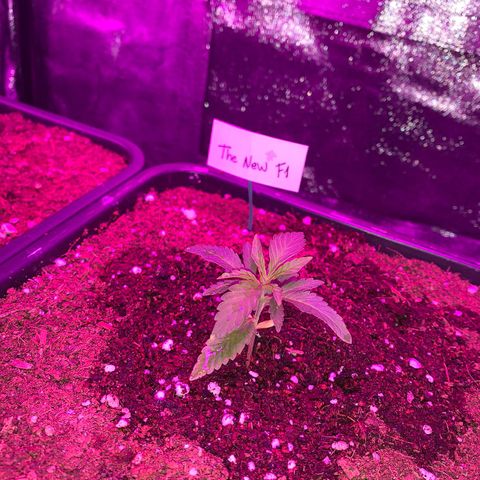 The new F1 growlog photo: Crece rápidamente y con normalidad 
Todavía tiene cotiledones 
