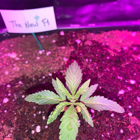 The new F1 growlog photo: Crece rápidamente y con normalidad 
Todavía tiene cotiledones 
