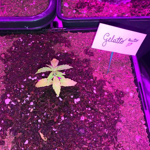 Gelatto auto growlog photo: Crece relentizada
Presenta unas manchas blancas en las hojas