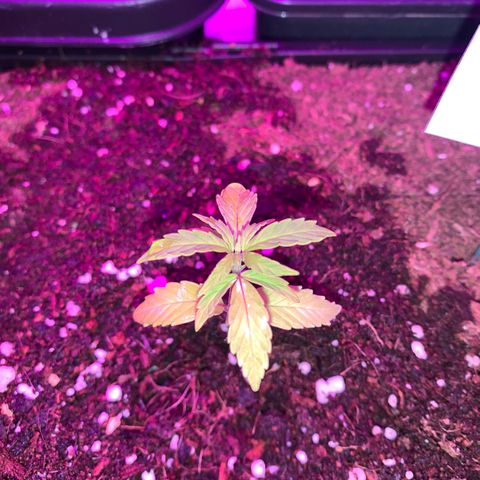 Gelatto auto growlog photo: Crece relentizada
Presenta unas manchas blancas en las hojas