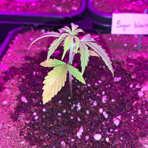 Sugar Black Rose F1 growlog photo: Crece rápidamente 
Presenta decoloración en las primeras hojas 
