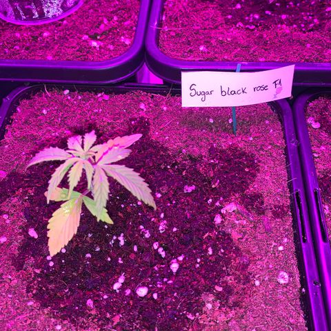 Sugar Black Rose F1 growlog photo: Crece rápidamente 
Presenta decoloración en las primeras hojas 
