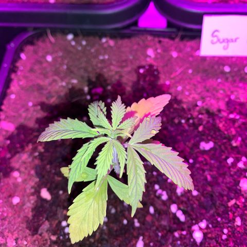 Sugar Black Rose F1 growlog photo: Crece rápidamente 
Presenta decoloración en las primeras hojas 
