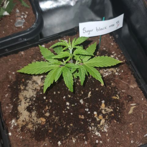 Sugar Black Rose F1 growlog photo: Crece con normalidad 
Presenta pequeñas decoloraciónes en las puntas de las hojas más grandes 