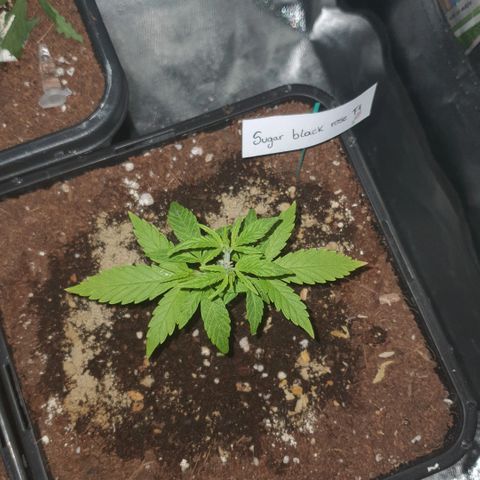 Sugar Black Rose F1 growlog photo: Crece con normalidad 
Presenta pequeñas decoloraciónes en las puntas de las hojas más grandes 