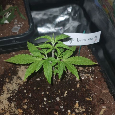 Sugar Black Rose F1 growlog photo: Crece con normalidad 
Presenta pequeñas decoloraciónes en las puntas de las hojas más grandes 