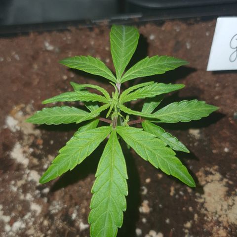 Gelatto auto growlog photo: Esta muy pequeña 
Sigue en vegetación 