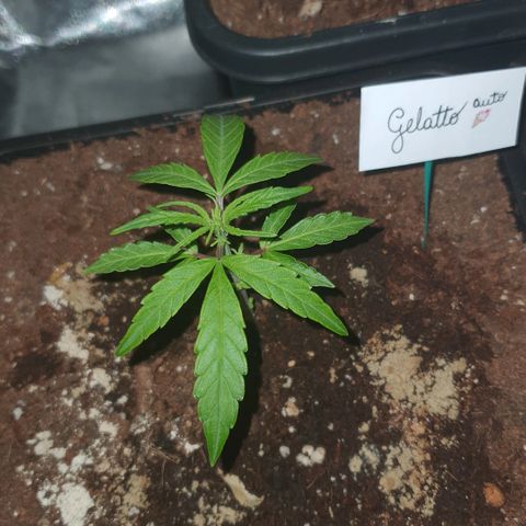 Gelatto auto growlog photo: Esta muy pequeña 
Sigue en vegetación 