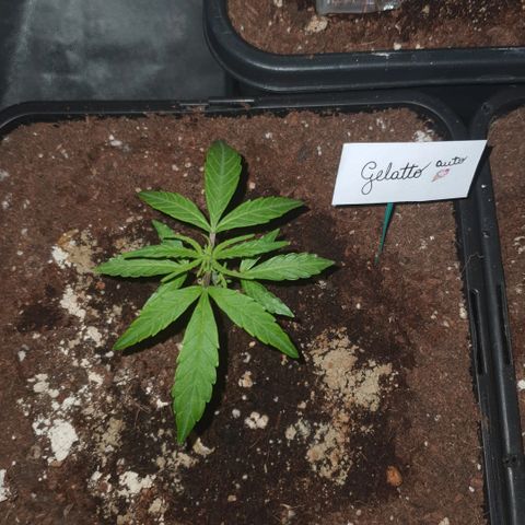 Gelatto auto growlog photo: Esta muy pequeña 
Sigue en vegetación 