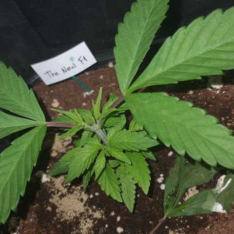 The new F1 growlog photo: Crece rápidamente 
No presenta problemas 