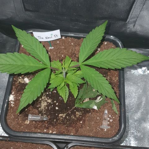 The new F1 growlog photo: Crece rápidamente 
No presenta problemas 