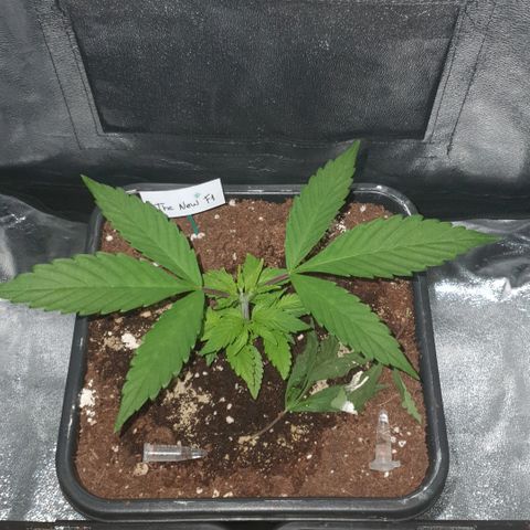 The new F1 growlog photo: Crece rápidamente 
No presenta problemas 